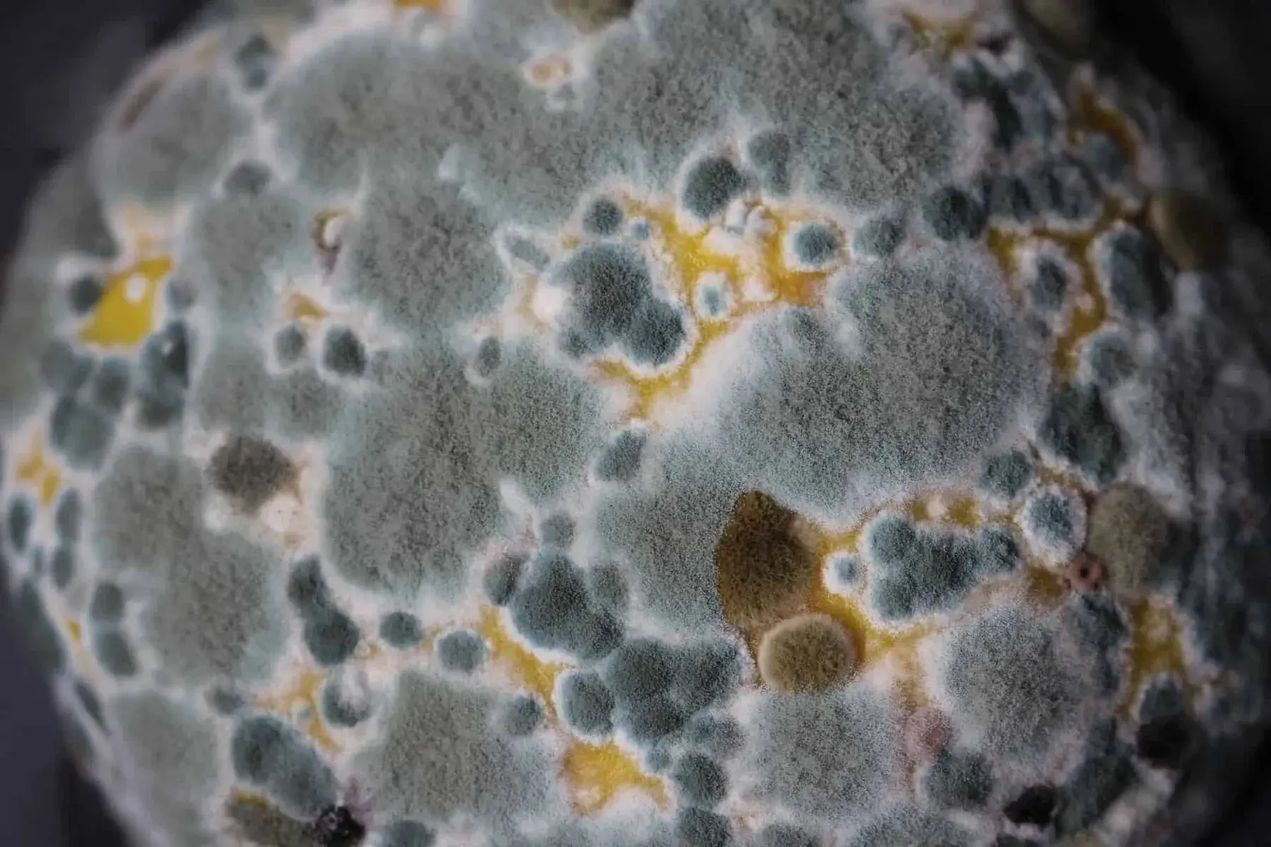 mold spore